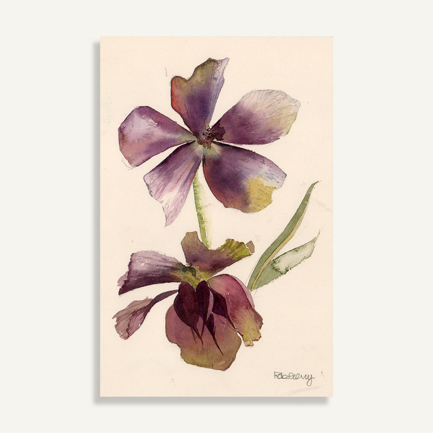 OR865 Helleborus