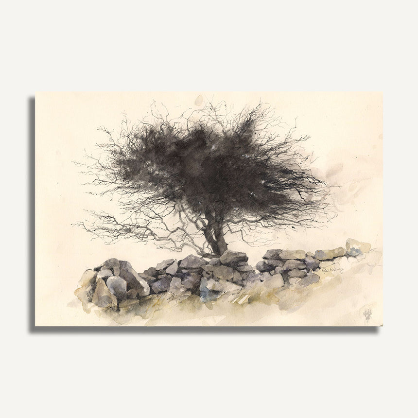 OR791 Yr Ysgallen Wen