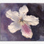 Clematis flower. A watercolour by Rob Piercy