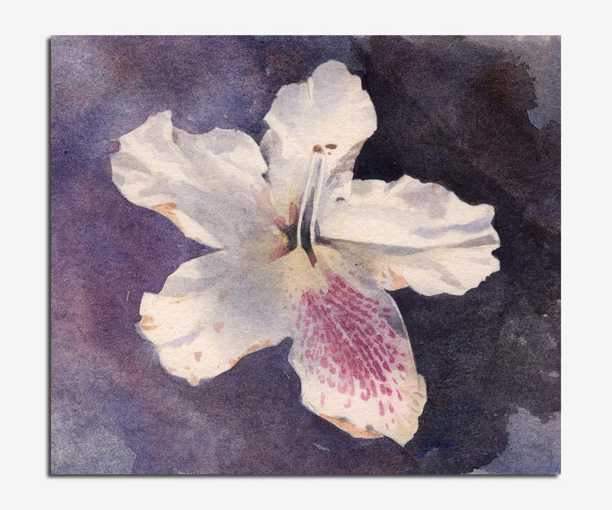 Clematis flower. A watercolour by Rob Piercy