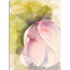 OR714 Helleborus